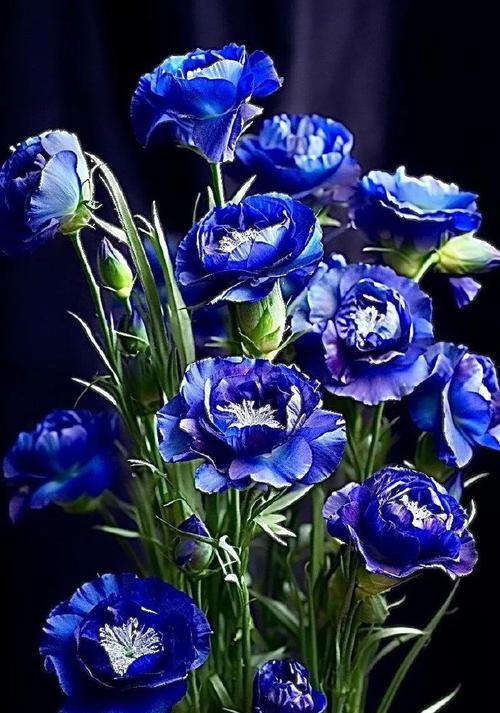 七叶树花的花语寓意是什么？这种花象征着什么？