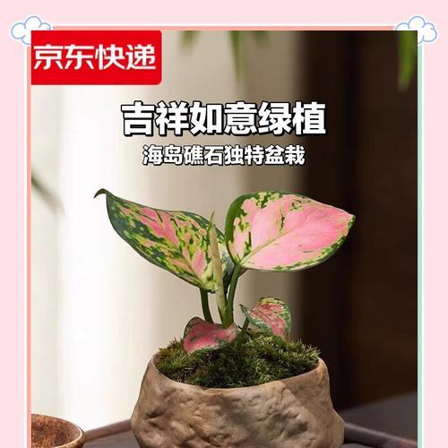 如意皇后玫瑰代表了什么？
