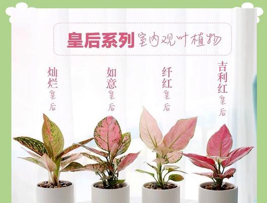 如意皇后玫瑰代表了什么？
