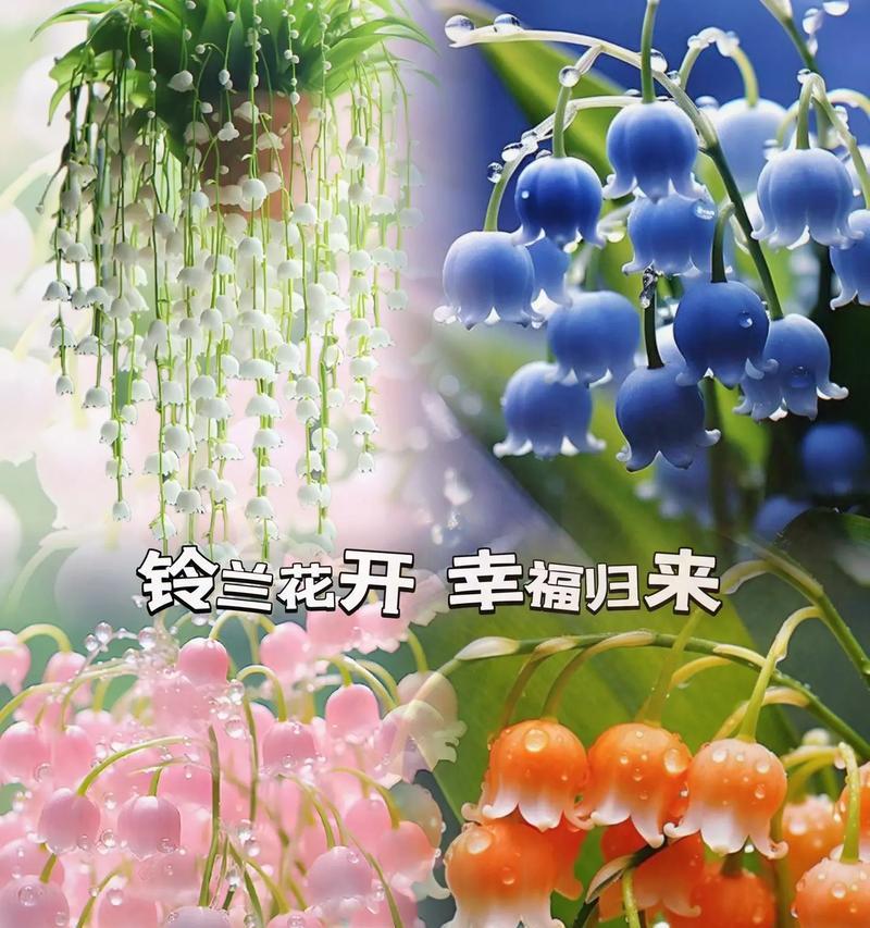 铃兰花的真正花语是什么？铃兰花花语是什么？