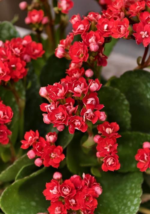 长寿花花语代表什么？白紫罗兰寓意及花语是什么？