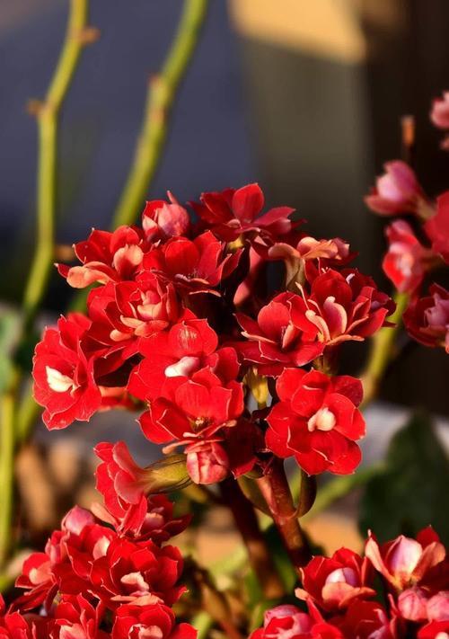长寿花花语代表什么？白紫罗兰寓意及花语是什么？