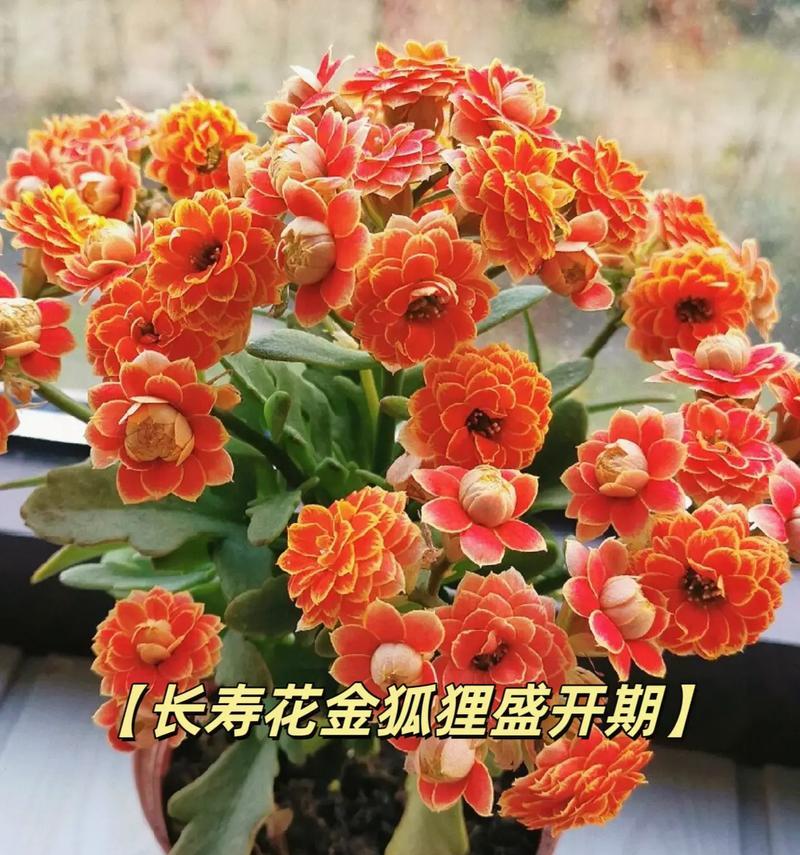 长寿花花语代表什么？白紫罗兰寓意及花语是什么？