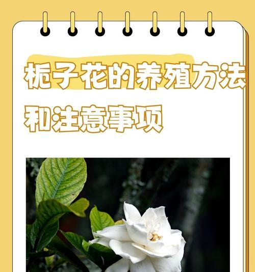 栀子花系列花语是什么呢？栀子花在不同文化中的意义？