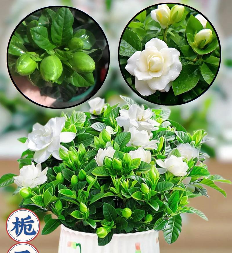 栀子花系列花语是什么呢？栀子花在不同文化中的意义？