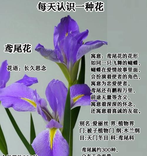 夜晚象征的花有哪些花语和寓意？