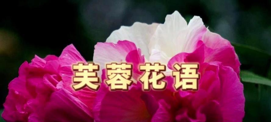 夜晚象征的花有哪些花语和寓意？