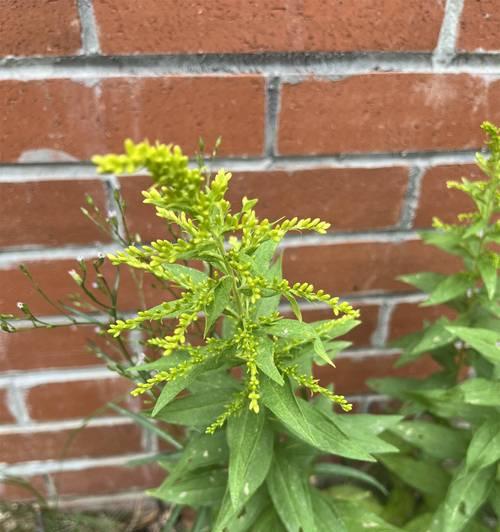 半枝桃的寓意和花语是什么？紫荆花语是什么？