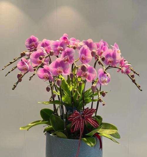 蝴蝶兰加茉莉的花语是什么？这两种花组合的含义是什么？
