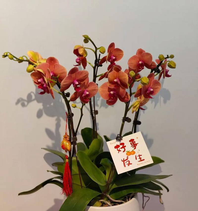 蝴蝶兰加茉莉的花语是什么？这两种花组合的含义是什么？
