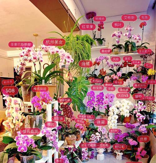 蝴蝶兰加茉莉的花语是什么？这两种花组合的含义是什么？