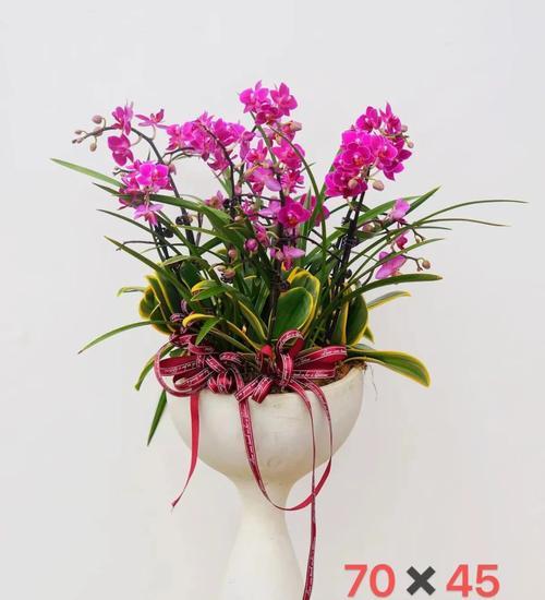 爱人送的花通常代表什么花语？