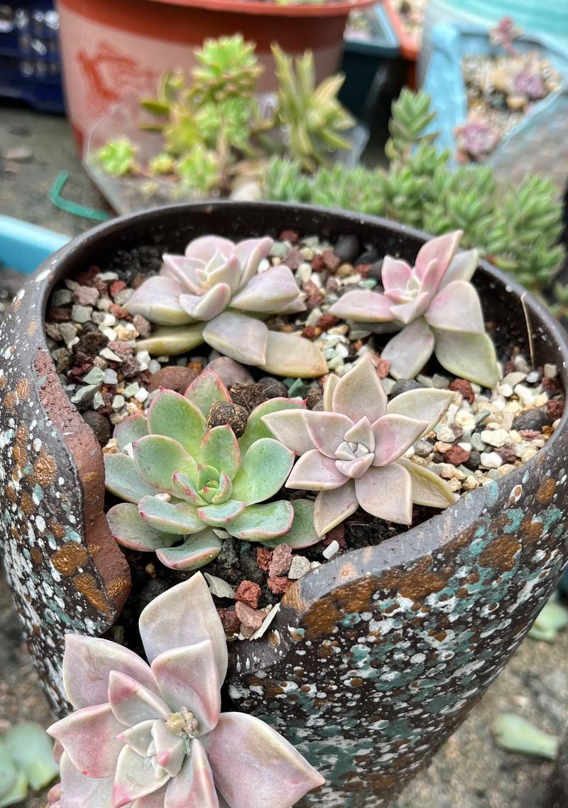 宝石多肉的寓意与花语是什么？