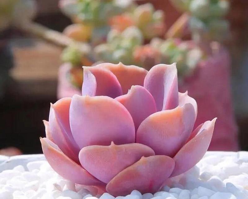 宝石多肉的寓意与花语是什么？