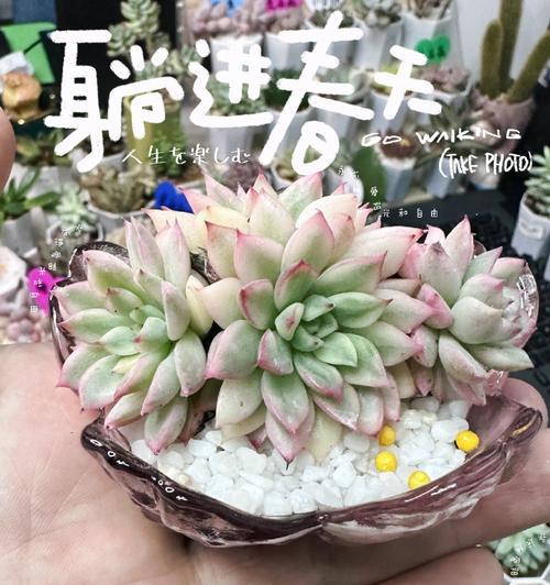 宝石多肉的寓意与花语是什么？