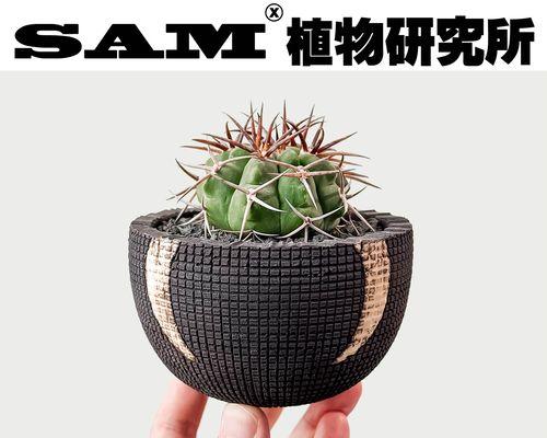 仙人球作为礼物的寓意是什么？送领导合适吗？