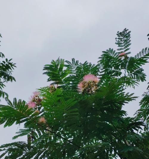 苦情树的花语是什么？苦情树在花语中象征什么？