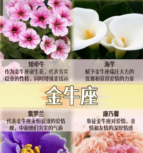 五月十二的花语大全包含哪些？