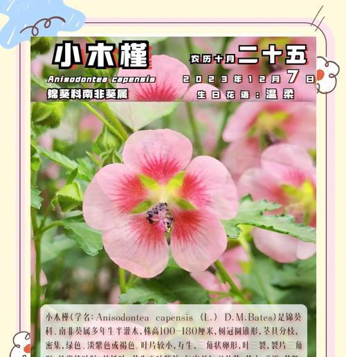 五月十二的花语大全包含哪些？
