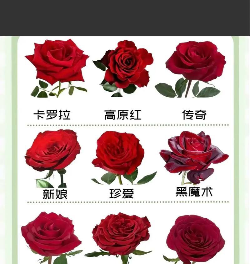 玫瑰花的花语有哪些？它代表了哪些情感？