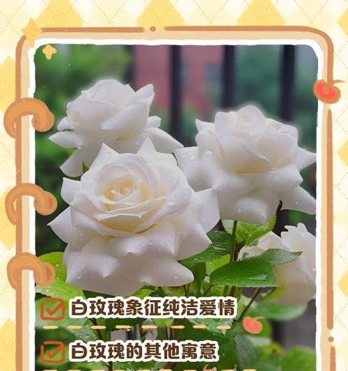 玫瑰花的花语有哪些？它代表了哪些情感？