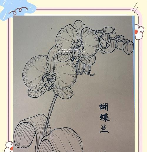 蝴蝶兰搭配的花语有何意义？
