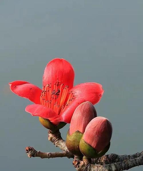 木棉花的花语有哪些含义？它象征着什么？