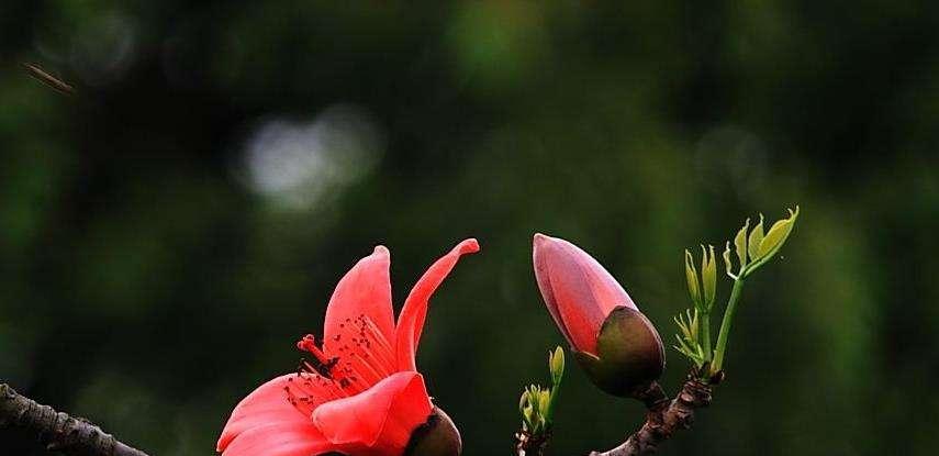 木棉花的花语有哪些含义？它象征着什么？