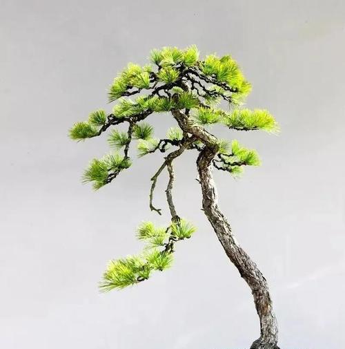 鸡米花的花语是什么？有何特别之处？