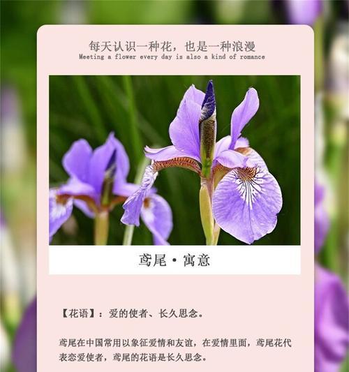我想听你的花语代表了什么情感？