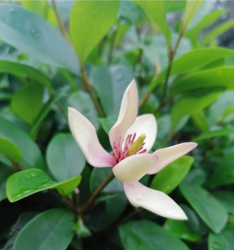原始森林中哪种花的花语最特别？