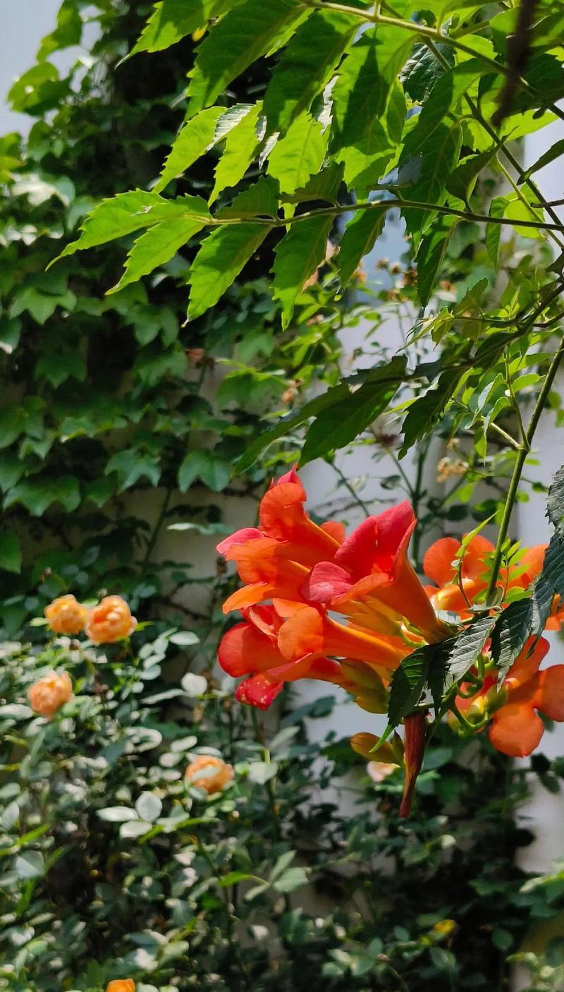 哪种花的花语代表革命？革命花语的花是什么？