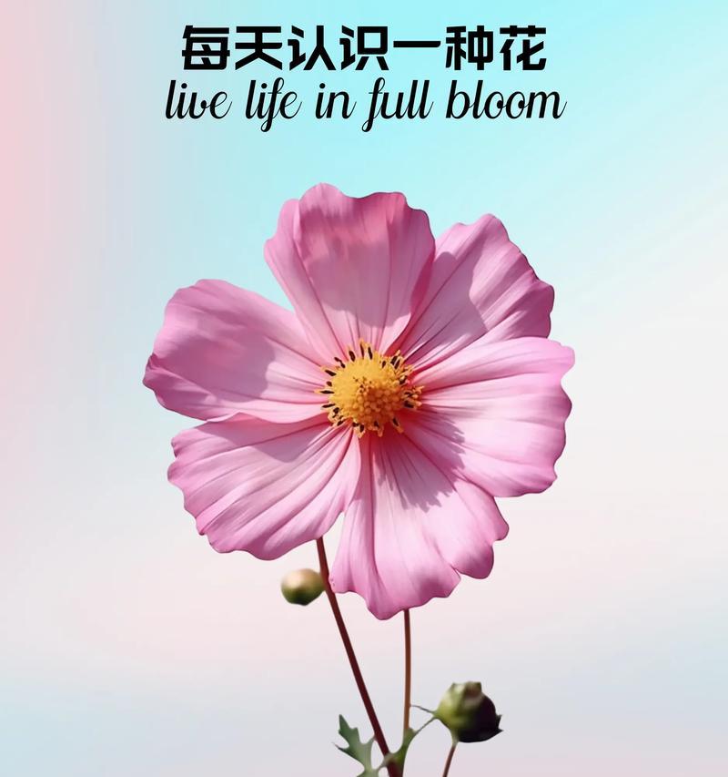 幸福即将来临的花语是什么？哪种花代表幸福即将来临？