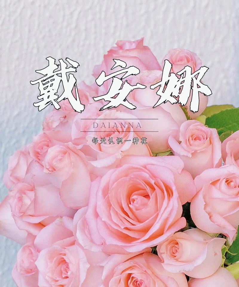 唐姐玫瑰花语是什么意思啊？西兰蓝莓的花语又是什么？