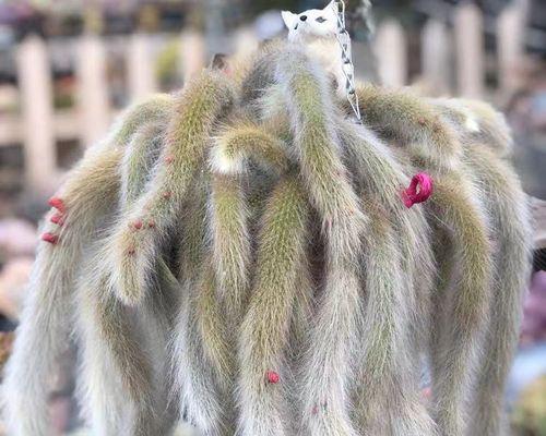 猴子抱仙人球的寓意是什么？如何理解这种象征意义？