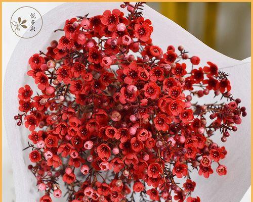 腊梅红色的花语和寓意是什么？