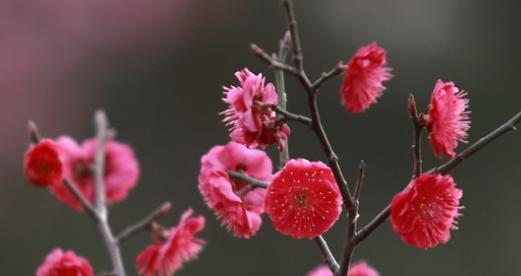 腊梅红色的花语和寓意是什么？