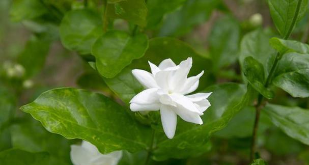 七朵洛神玫瑰代表了什么？花语有何深意？