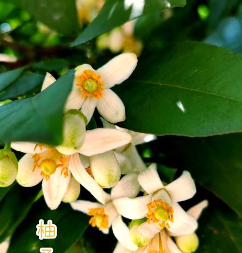 七朵洛神玫瑰代表了什么？花语有何深意？