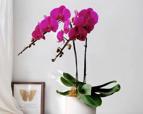 大红蝴蝶兰的寓意是什么？花语中蝴蝶兰代表什么？