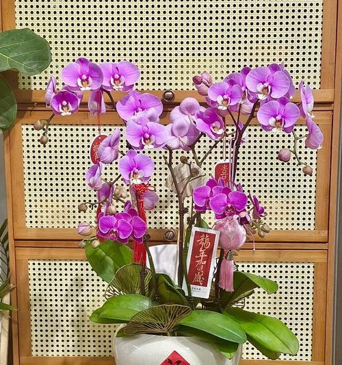 大红蝴蝶兰的寓意是什么？花语中蝴蝶兰代表什么？