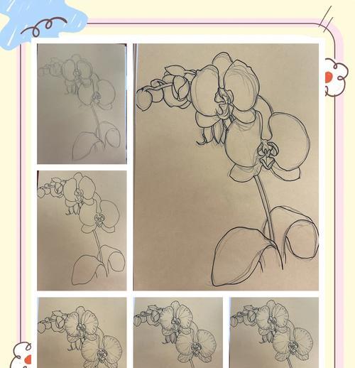 大红蝴蝶兰的寓意是什么？花语中蝴蝶兰代表什么？