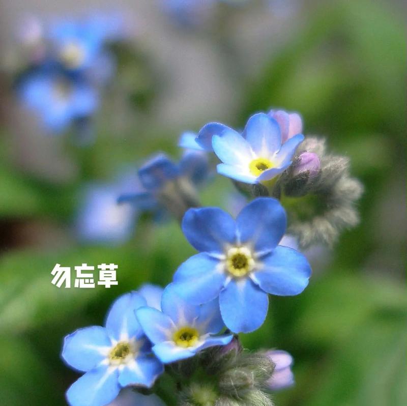 勿忘我的花语有哪些？它的寓意是什么？