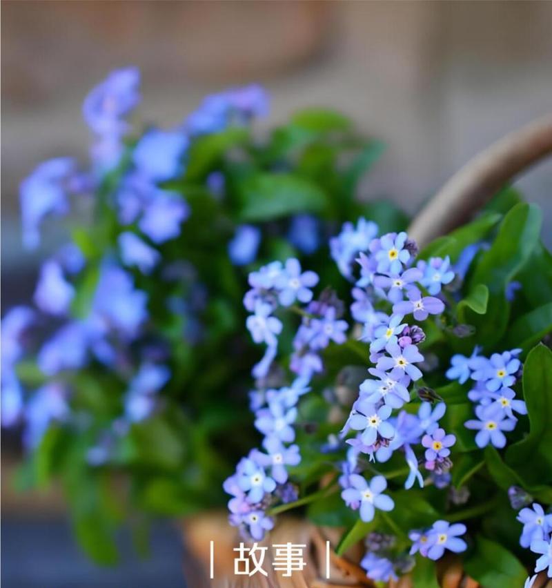 勿忘我的花语有哪些？它的寓意是什么？