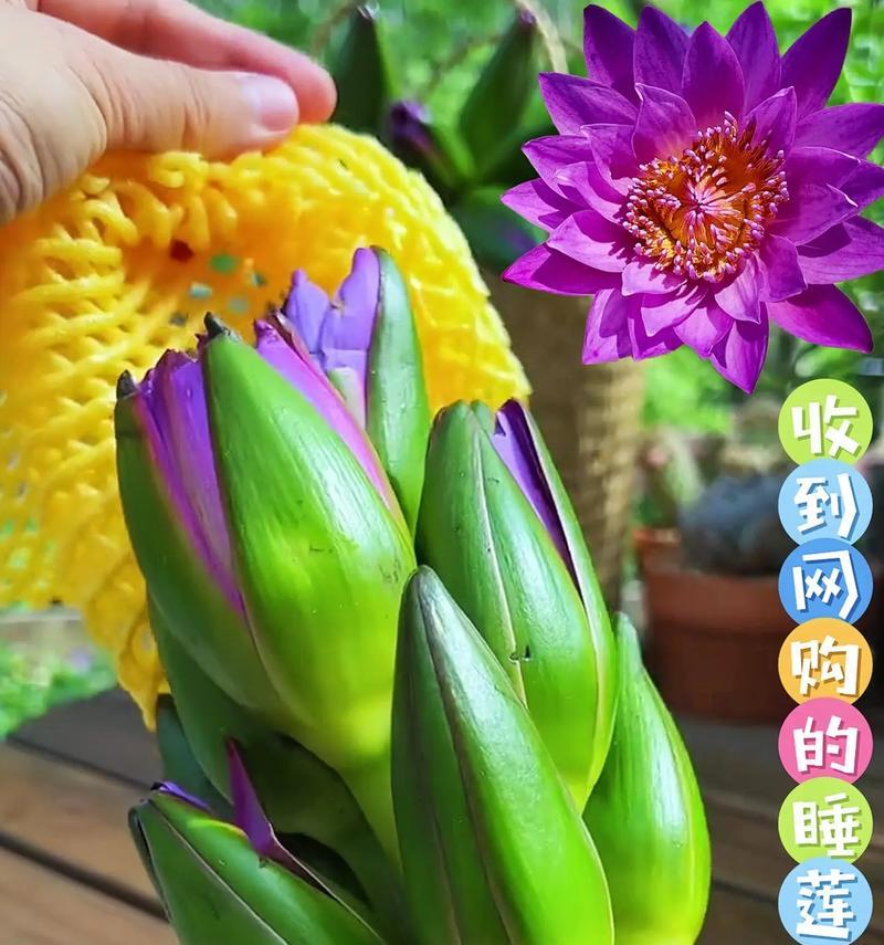 睡莲束的花语传达了哪些情感？