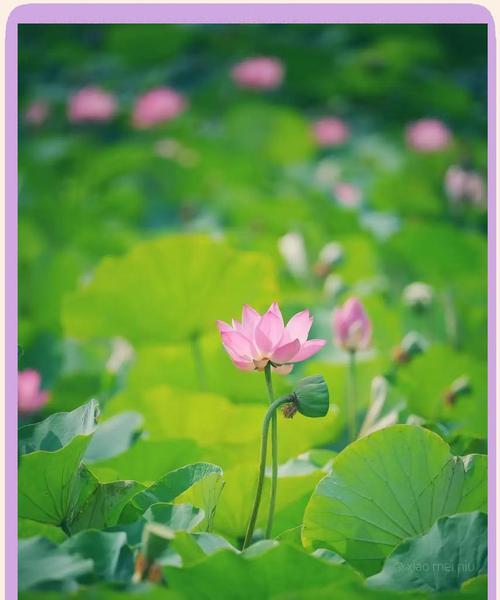 睡莲束的花语传达了哪些情感？