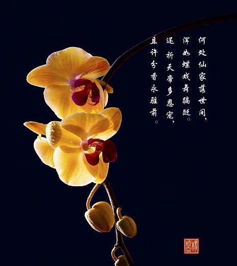 花心有点甜的花语有何深层含义？