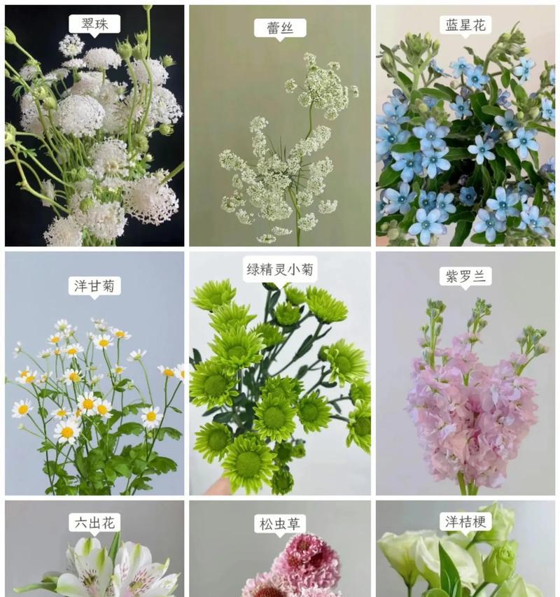 翠尼缇的花语代表什么？