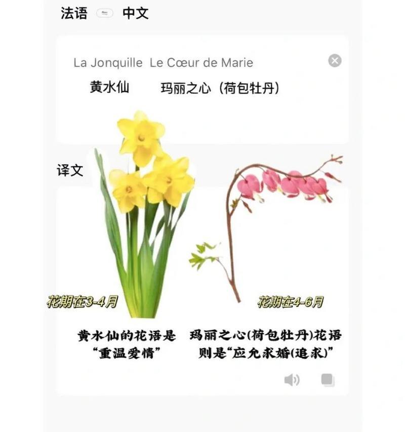 黄花作为礼物的花语是什么？它在表达情感时有何特别含义？