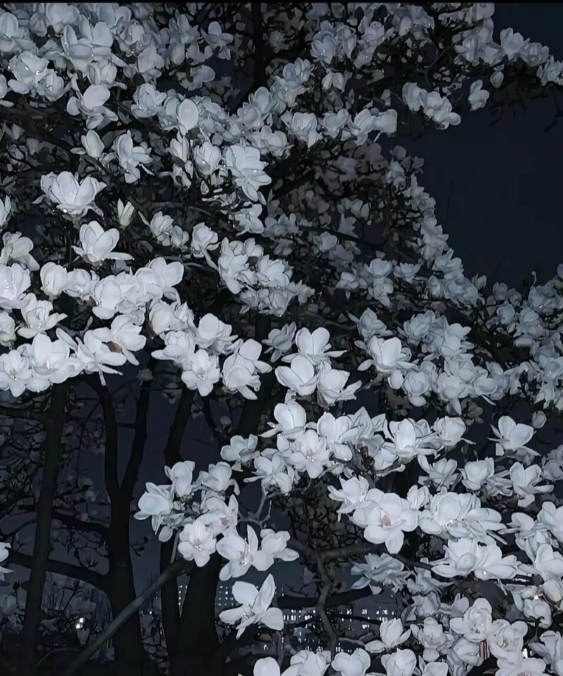 魔道花代表的花语有哪些？